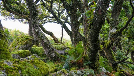 Dartmoor England